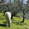 On Tourist farm with horses - Pogelšek, Ankaran - Service, offer