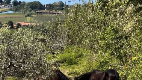Na kmetiji s konji - Pogelšek, Ankaran - Pogled