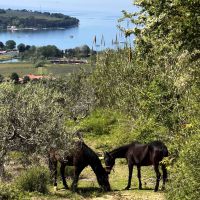 Na kmetiji s konji - Pogelšek, Ankaran - Pogled