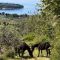 On Tourist farm with horses - Pogelšek, Ankaran -  