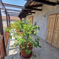 Casa vacanze SEŽANA 22635, Sežana -  