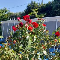 Ferienwohnungen Koper 22756, Koper - &nbsp;