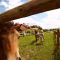 Touristischer Bauernhof Urška, Rogla, Zreče - Hof
